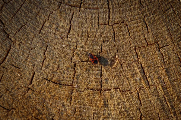 Våren Skogen Belovezhskaya Pushcha Nationalpark Vitryssland Och Polen Den Äldsta — Stockfoto