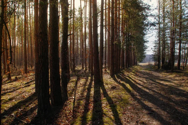 Lente Het Bos Belovezjskaja Nationaal Park Pushcha Wit Rusland Polen — Stockfoto