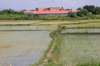 İran 'da yeşil pirinç tarlaları suyla doldu. İran 'da pirinç ekimi ve tarım