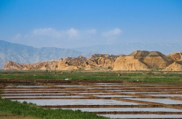 Grüne Reisfelder Iran Mit Wasser Überflutet Reisanbau Und Landwirtschaft Iran — Stockfoto