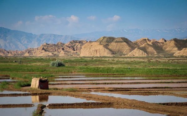 Groene Rijstvelden Overspoeld Met Water Iran Rijstteelt Landbouw Iran — Stockfoto