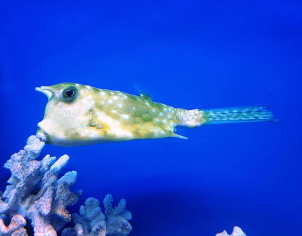 Saltwater Fish Lactoria Cornuta Squad Pufferfish Hornfish Swimming Underwater Corral — 스톡 사진