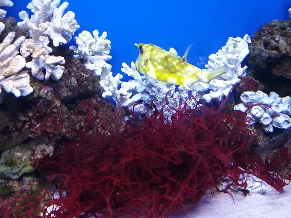 Saltwater Fish Lactoria Cornuta Squad Pufferfish Hornfish Swimming Underwater Corral — Stock Photo, Image