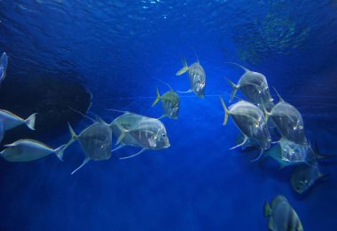 Su altı dünyası deniz balığı sergisi Novosibirsk Okyanusu