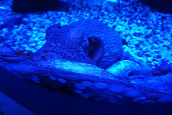 octopus marine fish exhibition Novosibirsk Oceanarium