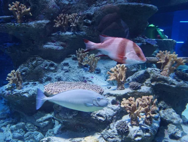 Underwater World Marine Fish Exhibition Novosibirsk Oceanarium — Stock Photo, Image