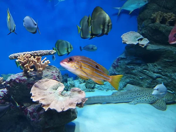 Podwodny Świat Wystawa Ryb Morskich Nowosybirsk Oceanarium — Zdjęcie stockowe