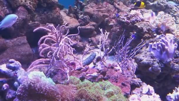 Peces Coloridos Nadan Entre Corales Algas — Vídeos de Stock