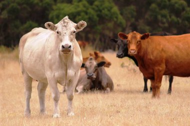 Çimlerde dört bufalo, yakın plan.