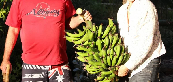 a large bunch of bananas in the hands of a man and a woman