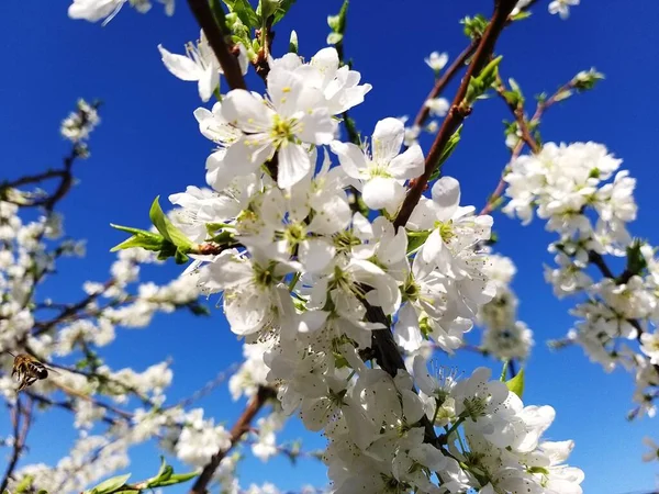 Prune Fleurie Contre Ciel Bleu — Photo