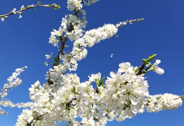 Ciruela Flor Contra Cielo Azul — Foto de Stock