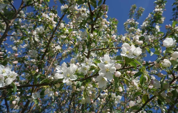 Blooming Apple Tree Background Blue Sky Royalty Free Stock Photos