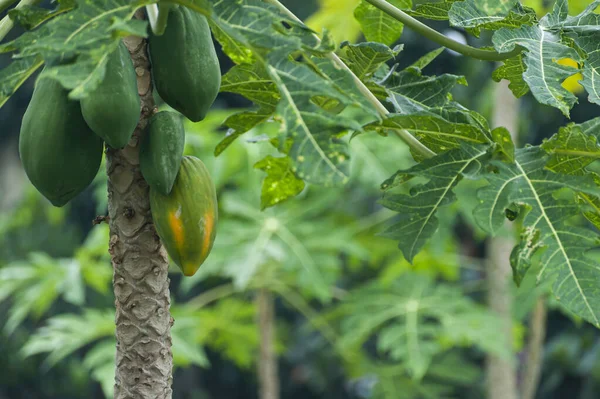Papaya meyvesi, yeşil bahçeye yakın görünüyor.