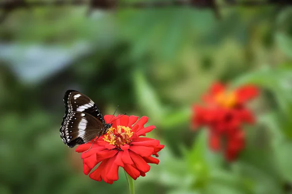 Close View Black Butterfly Red Flower Blurry Background — Stock Photo, Image