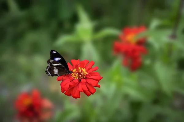 Beautiful Black Butterfly Red Flower Close View Blurry Bakcground — Stock Photo, Image