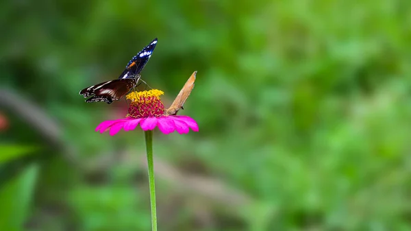 背景がぼやけているマゼンタの花に美しい黒い蝶のマクロショット — ストック写真