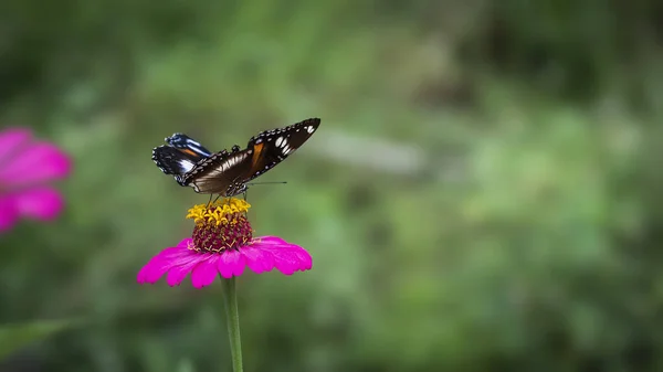 Close Beautiful Black Butterfly Magenta Flower Close View Shallow Depth — Stock Photo, Image