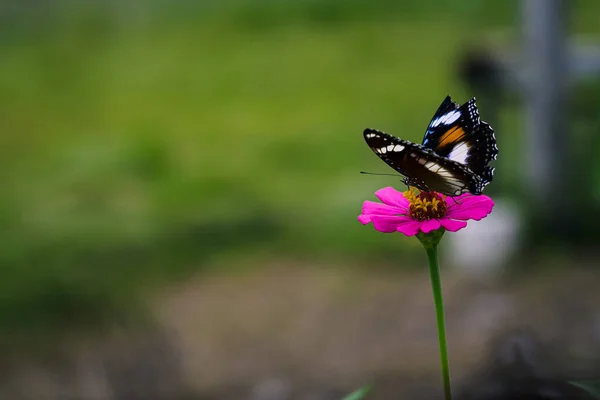 Beautiful Black Butterfly Magenta Flower Close Shot High Resolution Image — Stock Photo, Image