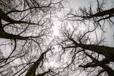 Büyük meşe ağaçlarının çıplak taç ve hantal dalları soluk gri gökyüzünde büyüyor.