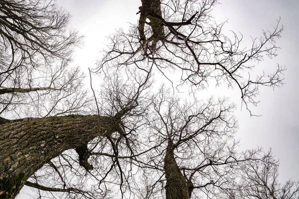 Голые короны и неуклюжие ветви огромных дубов, растущих в бледно-сером небе — стоковое фото
