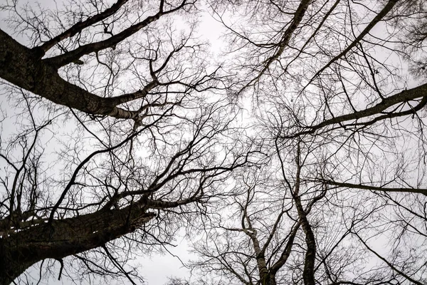 Bare crowns and clumsy branches  of huge oak trees growing in the pale gray  sky — Stock Photo, Image
