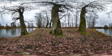 full seamless spherical hdri panorama 360 degrees angle view on pedestrian walking path among oak grove with clumsy branches near lake in equirectangular projection with zenith, ready VR AR content clipart