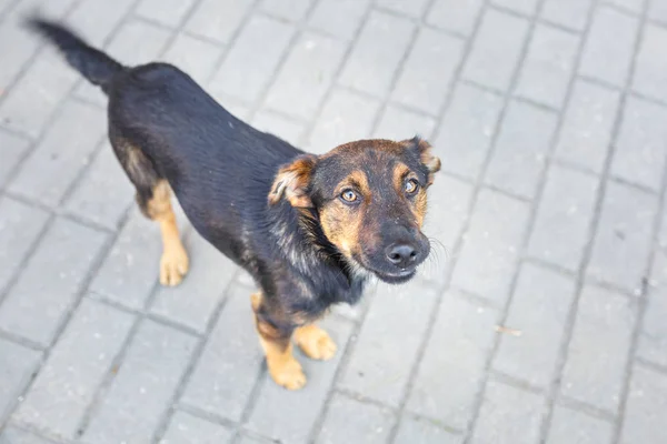 Perro perrito mirando hacia arriba con ojos compasivos — Foto de Stock