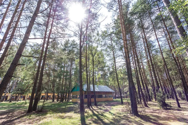 Houten Camping Arbors met alle conviniences in een dennenbos — Stockfoto