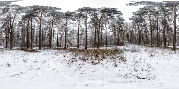 Χειμώνας πλήρες σφαιρικό hdri panorama 360 μοίρες γωνία άποψη δρόμο σε ένα χιονισμένο πευκοδάσος με γκρι χλωμό ουρανό σε equiορθογώνια προβολή. Περιεκτικότητα σε Vr — Φωτογραφία Αρχείου