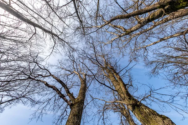 Голые короны и неуклюжие ветви огромных дубов, растущих в голубом небе в солнечный день — стоковое фото