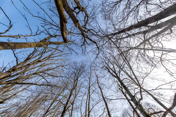 Голі корони і незграбні гілки величезних дубових дерев, що ростуть на блакитному небі в сонячний день — стокове фото
