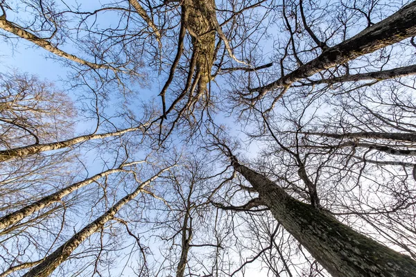 Голі корони і незграбні гілки величезних дубових дерев, що ростуть на блакитному небі в сонячний день — стокове фото