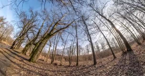 Uzayın Kıvrımlı Küçük Bir Gezegen Dönüşümü Sonbahar Meşesi Ormanında Sakar — Stok video