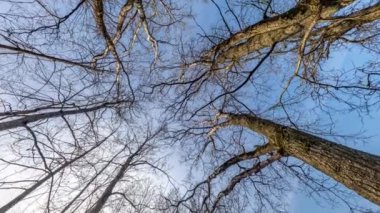 Sonbahar meşesi ormanında, sakar dalları olan, soyut dönüş, bükülme ve tam bir uçan panorama. Gökyüzünde büyüyen ağaçlar