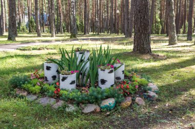 Çam ormanında süs ağacı kütükleri