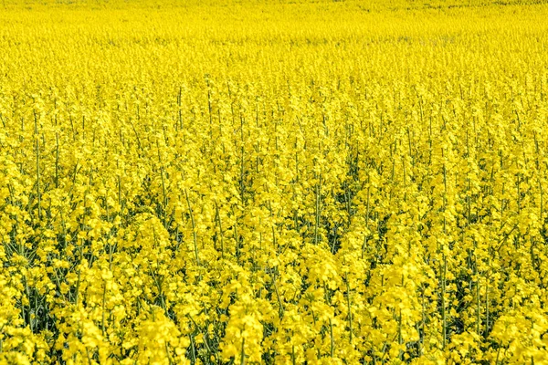 Feld Der Schönen Goldenen Frühlingsblume Von Raps Mit Blauem Himmel — Stockfoto