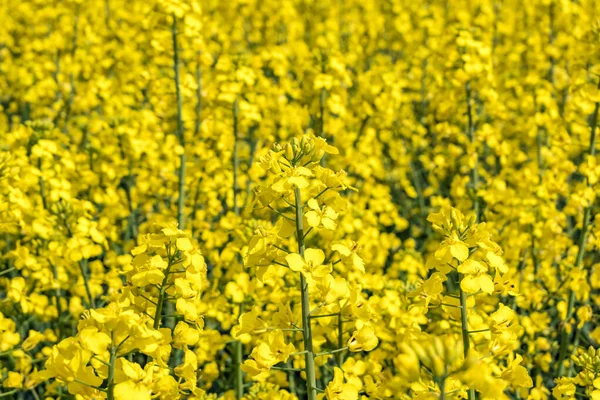 Feld Der Schönen Goldenen Frühlingsblume Von Raps Mit Blauem Himmel — Stockfoto