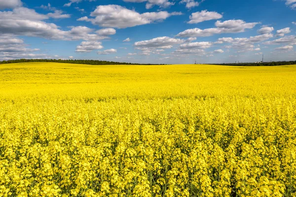 Kenttä Kaunis Kevät Kultainen Kukka Rypsi Sininen Taivas Canola Colza — kuvapankkivalokuva