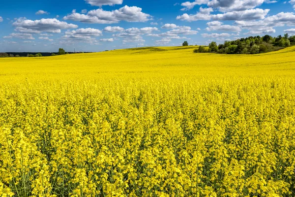 Kenttä Kaunis Kevät Kultainen Kukka Rypsi Sininen Taivas Canola Colza — kuvapankkivalokuva