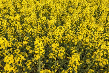 Güzel bahar zamanı mavi gökyüzü ile kolza tohumunun altın çiçeği.
