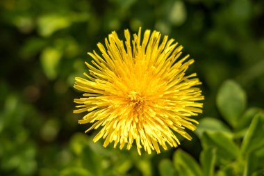 Yeşil arkaplanda karahindiba tarlası