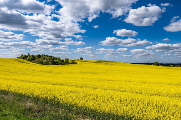 Field Beautiful Springtime Golden Flower Rapeseed Blue Sky — Stock Photo, Image