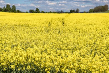 Güzel bahar zamanı mavi gökyüzü ile kolza tohumunun altın çiçeği.