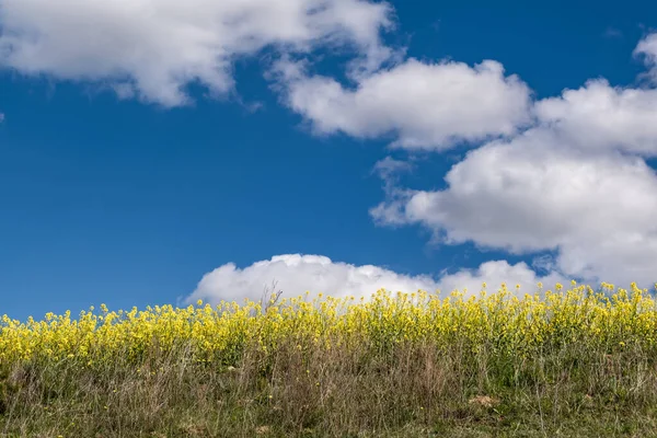 Campo Hermosa Primavera Flor Dorada Colza Con Cielo Azul — Foto de Stock