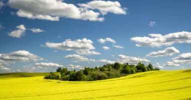 Güzel bahar zamanı tarlasında mavi arka planda kolza tohumunun altın çiçeği ve güzel bulutlar.