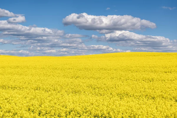 Field Beautiful Springtime Golden Flower Rapeseed Blue Sky — Stock Photo, Image
