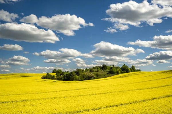 Vackra Ren Gyllene Blomma Raps Med Blã Himmel — Stockfoto