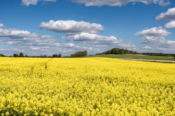 Field Beautiful Springtime Golden Flower Rapeseed Blue Sky — Stock Photo, Image