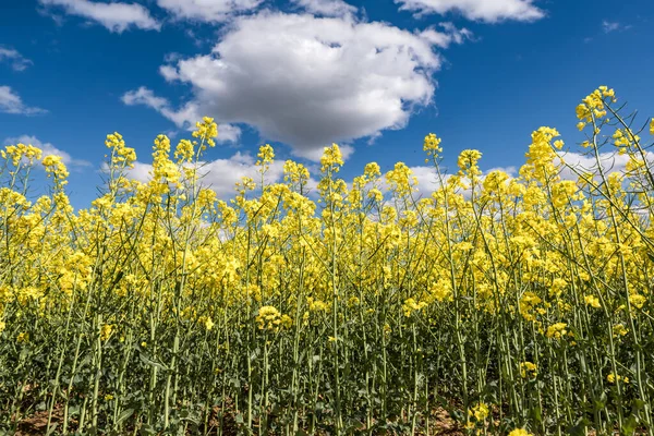 Field Beautiful Springtime Golden Flower Rapeseed Blue Sky — Stock Photo, Image